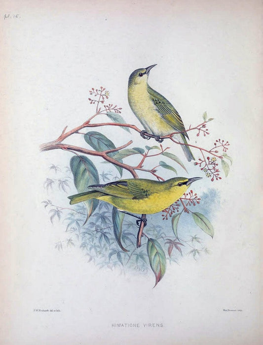 Aves Hawaiienses :.London :R.H. Porter,1890-1899.. |  | Vintage Print Reproduction 459992