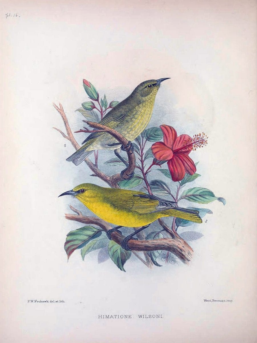 Aves Hawaiienses :.London :R.H. Porter,1890-1899.. |  | Vintage Print Reproduction 459993