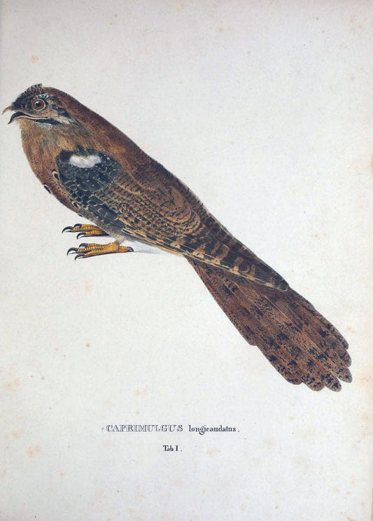 Avium species novae, quas in itinere per Brasiliam annis MDCCCXVII-MDCCCXX /.Monachii :T | Birds Brazil "Description and travel" "Pictorial works" | Vintage Print Reproduction 459994
