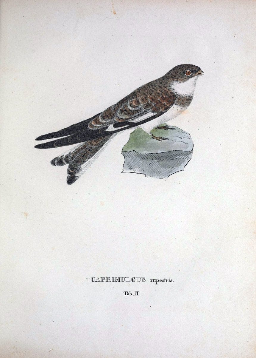 Avium species novae, quas in itinere per Brasiliam annis MDCCCXVII-MDCCCXX /.Monachii :T | Birds Brazil "Description and travel" "Pictorial works" | Vintage Print Reproduction 459995