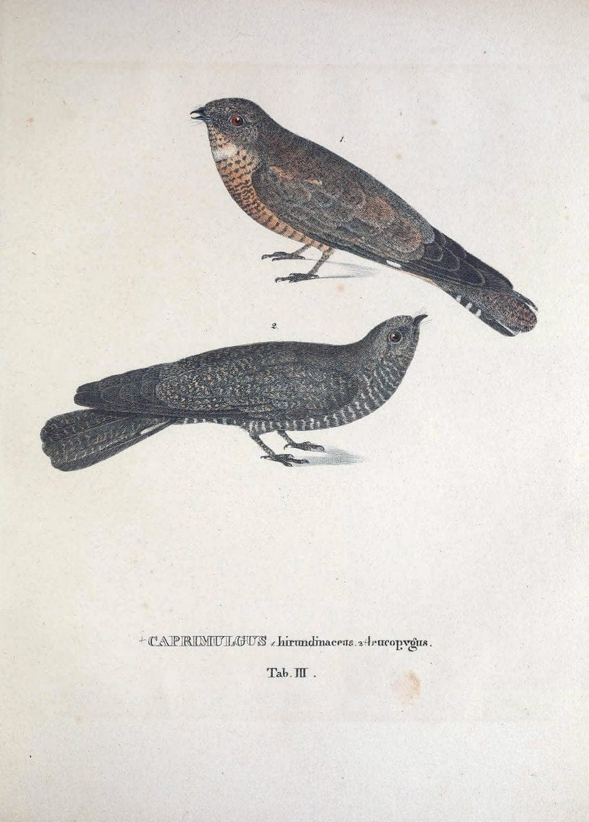 Avium species novae, quas in itinere per Brasiliam annis MDCCCXVII-MDCCCXX /.Monachii :T | Birds Brazil "Description and travel" "Pictorial works" | Vintage Print Reproduction 459996