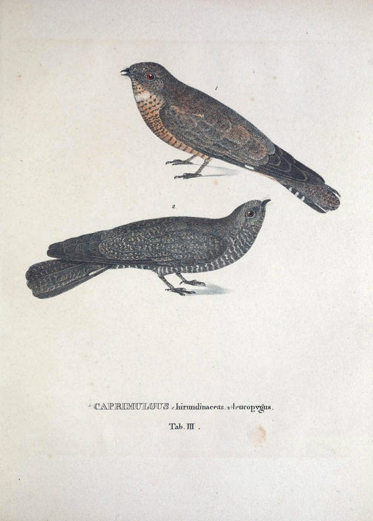 Avium species novae, quas in itinere per Brasiliam annis MDCCCXVII-MDCCCXX /.Monachii :T | Birds Brazil "Description and travel" "Pictorial works" | Vintage Print Reproduction 459996