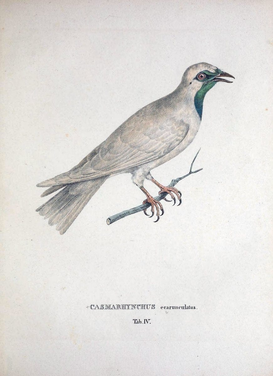 Avium species novae, quas in itinere per Brasiliam annis MDCCCXVII-MDCCCXX /.Monachii :T | Birds Brazil "Description and travel" "Pictorial works" | Vintage Print Reproduction 459997