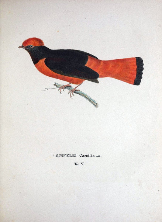 Avium species novae, quas in itinere per Brasiliam annis MDCCCXVII-MDCCCXX /.Monachii :T | Birds Brazil "Description and travel" "Pictorial works" | Vintage Print Reproduction 459998