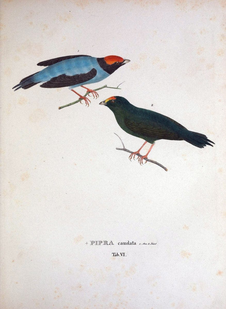 Avium species novae, quas in itinere per Brasiliam annis MDCCCXVII-MDCCCXX /.Monachii :T | Birds Brazil "Description and travel" "Pictorial works" | Vintage Print Reproduction 459999