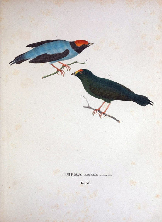 Avium species novae, quas in itinere per Brasiliam annis MDCCCXVII-MDCCCXX /.Monachii :T | Birds Brazil "Description and travel" "Pictorial works" | Vintage Print Reproduction 459999