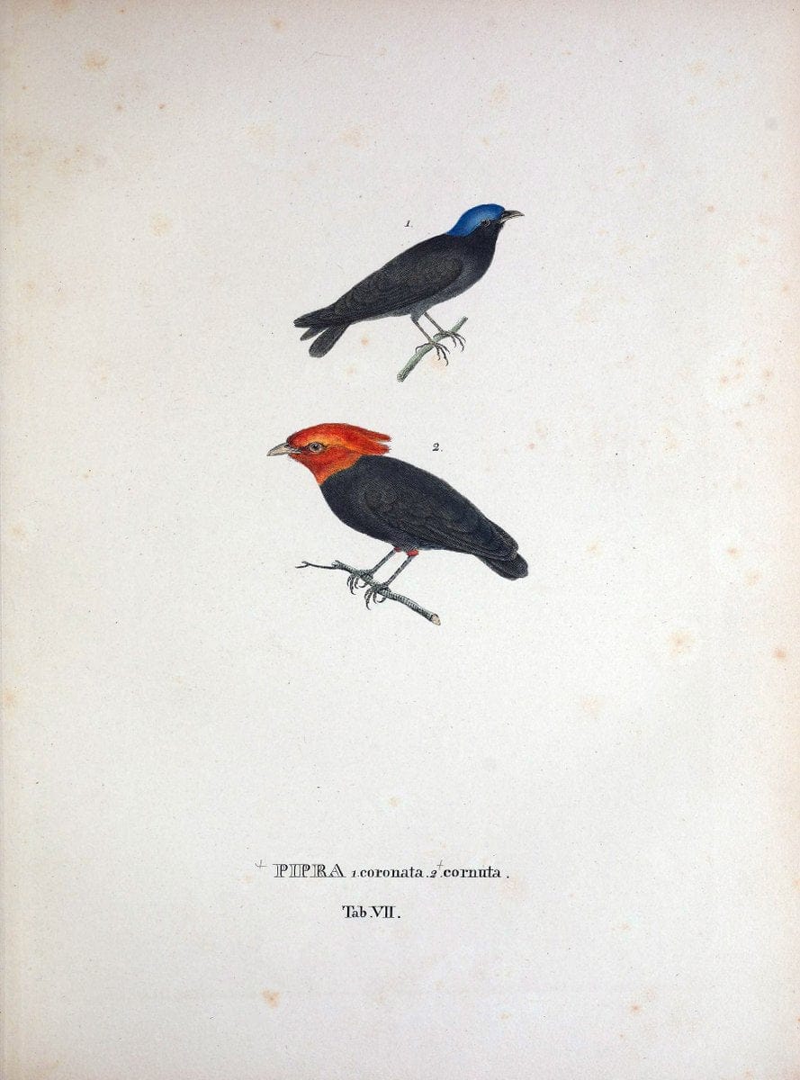 Avium species novae, quas in itinere per Brasiliam annis MDCCCXVII-MDCCCXX /.Monachii :T | Birds Brazil "Description and travel" "Pictorial works" | Vintage Print Reproduction 460000
