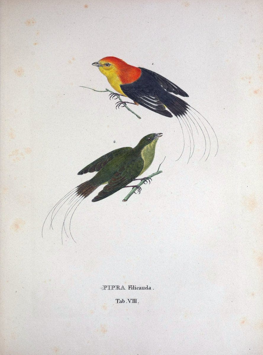 Avium species novae, quas in itinere per Brasiliam annis MDCCCXVII-MDCCCXX /.Monachii :T | Birds Brazil "Description and travel" "Pictorial works" | Vintage Print Reproduction 460001