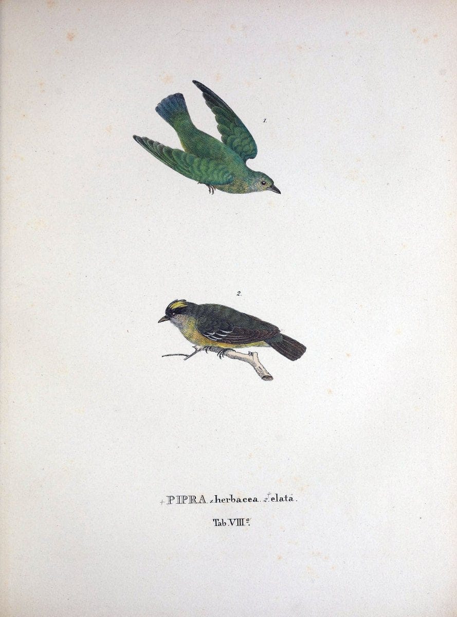 Avium species novae, quas in itinere per Brasiliam annis MDCCCXVII-MDCCCXX /.Monachii :T | Birds Brazil "Description and travel" "Pictorial works" | Vintage Print Reproduction 460002