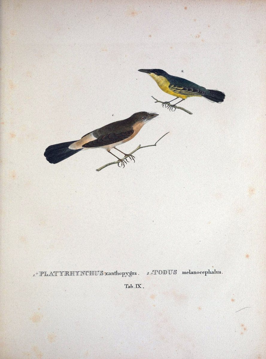 Avium species novae, quas in itinere per Brasiliam annis MDCCCXVII-MDCCCXX /.Monachii :T | Birds Brazil "Description and travel" "Pictorial works" | Vintage Print Reproduction 460003