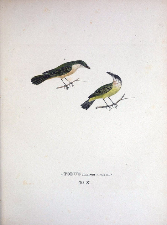 Avium species novae, quas in itinere per Brasiliam annis MDCCCXVII-MDCCCXX /.Monachii :T | Birds Brazil "Description and travel" "Pictorial works" | Vintage Print Reproduction 460004