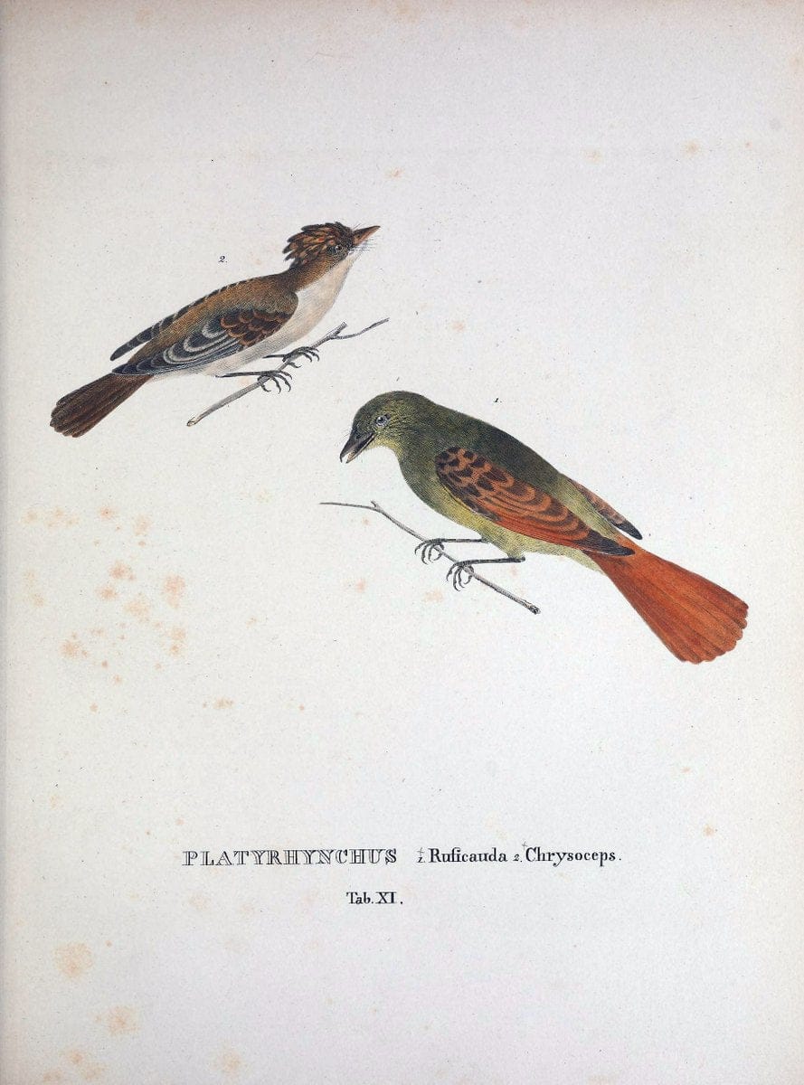 Avium species novae, quas in itinere per Brasiliam annis MDCCCXVII-MDCCCXX /.Monachii :T | Birds Brazil "Description and travel" "Pictorial works" | Vintage Print Reproduction 460005