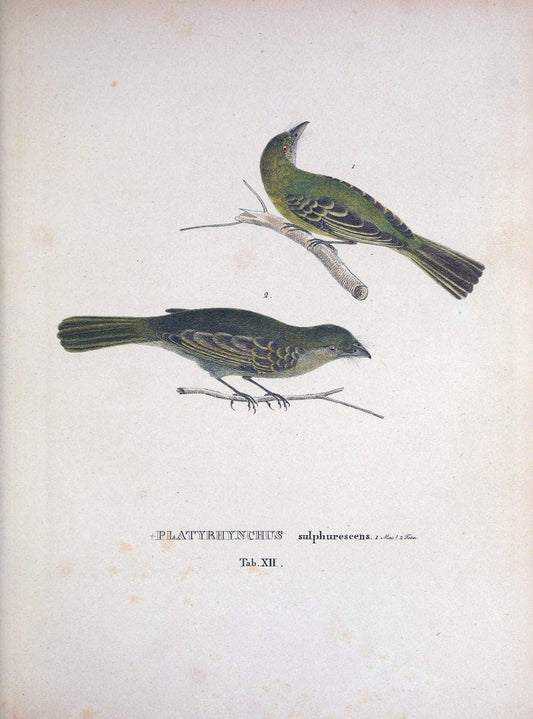 Avium species novae, quas in itinere per Brasiliam annis MDCCCXVII-MDCCCXX /.Monachii :T | Birds Brazil "Description and travel" "Pictorial works" | Vintage Print Reproduction 460006