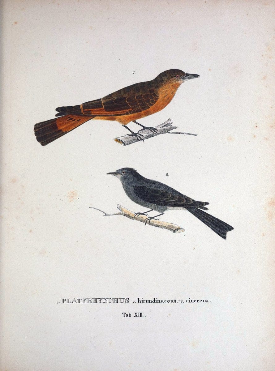 Avium species novae, quas in itinere per Brasiliam annis MDCCCXVII-MDCCCXX /.Monachii :T | Birds Brazil "Description and travel" "Pictorial works" | Vintage Print Reproduction 460007