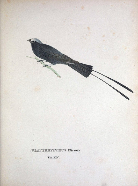 Avium species novae, quas in itinere per Brasiliam annis MDCCCXVII-MDCCCXX /.Monachii :T | Birds Brazil "Description and travel" "Pictorial works" | Vintage Print Reproduction 460008