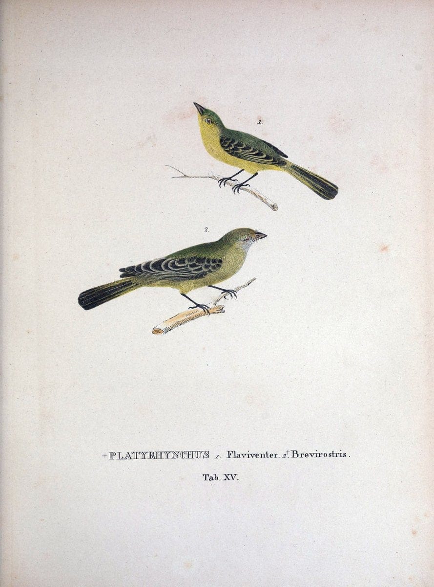 Avium species novae, quas in itinere per Brasiliam annis MDCCCXVII-MDCCCXX /.Monachii :T | Birds Brazil "Description and travel" "Pictorial works" | Vintage Print Reproduction 460009