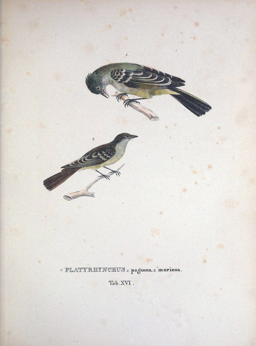 Avium species novae, quas in itinere per Brasiliam annis MDCCCXVII-MDCCCXX /.Monachii :T | Birds Brazil "Description and travel" "Pictorial works" | Vintage Print Reproduction 460010