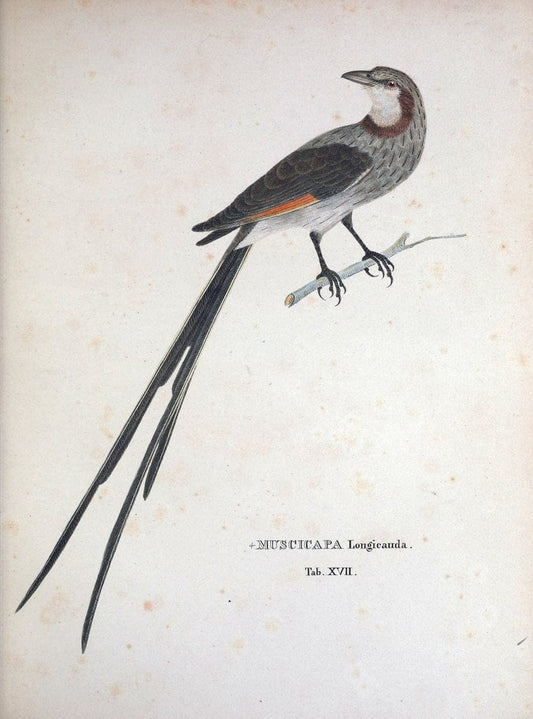 Avium species novae, quas in itinere per Brasiliam annis MDCCCXVII-MDCCCXX /.Monachii :T | Birds Brazil "Description and travel" "Pictorial works" | Vintage Print Reproduction 460011