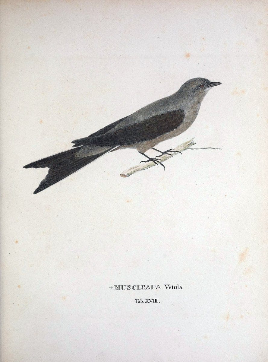 Avium species novae, quas in itinere per Brasiliam annis MDCCCXVII-MDCCCXX /.Monachii :T | Birds Brazil "Description and travel" "Pictorial works" | Vintage Print Reproduction 460012
