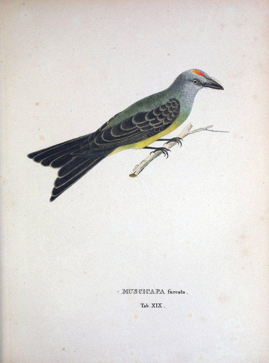 Avium species novae, quas in itinere per Brasiliam annis MDCCCXVII-MDCCCXX /.Monachii :T | Birds Brazil "Description and travel" "Pictorial works" | Vintage Print Reproduction 460013