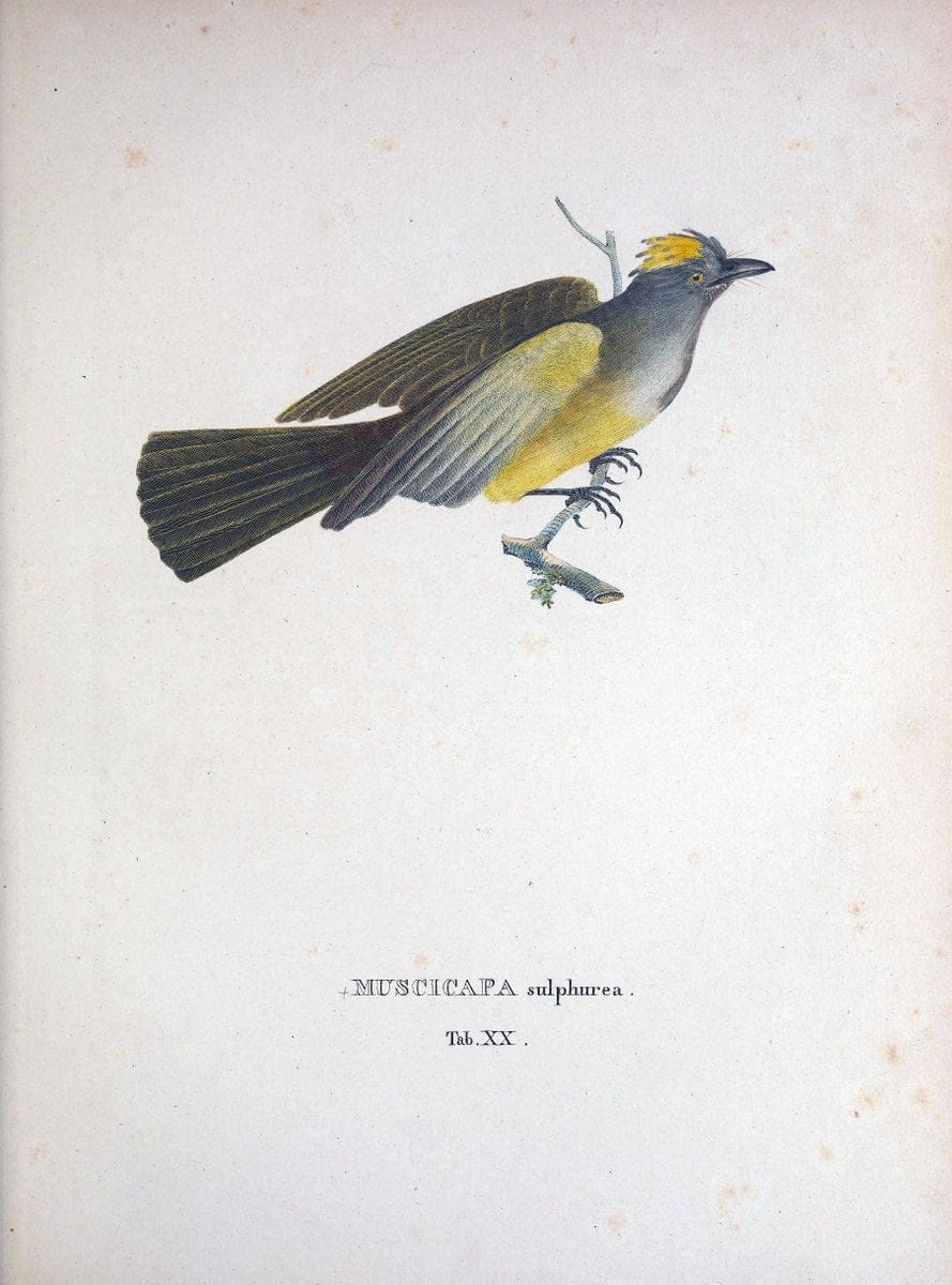 Avium species novae, quas in itinere per Brasiliam annis MDCCCXVII-MDCCCXX /.Monachii :T | Birds Brazil "Description and travel" "Pictorial works" | Vintage Print Reproduction 460014