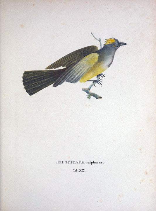 Avium species novae, quas in itinere per Brasiliam annis MDCCCXVII-MDCCCXX /.Monachii :T | Birds Brazil "Description and travel" "Pictorial works" | Vintage Print Reproduction 460014