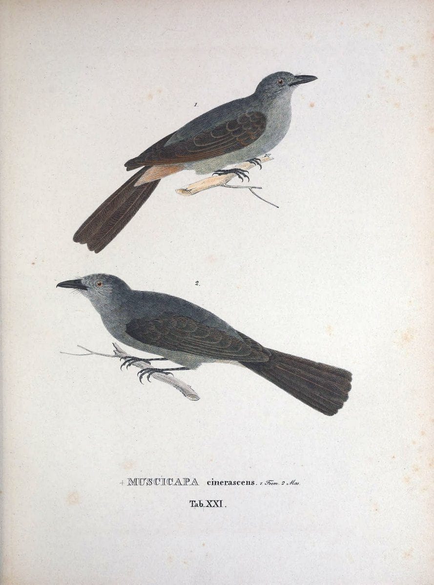 Avium species novae, quas in itinere per Brasiliam annis MDCCCXVII-MDCCCXX /.Monachii :T | Birds Brazil "Description and travel" "Pictorial works" | Vintage Print Reproduction 460015