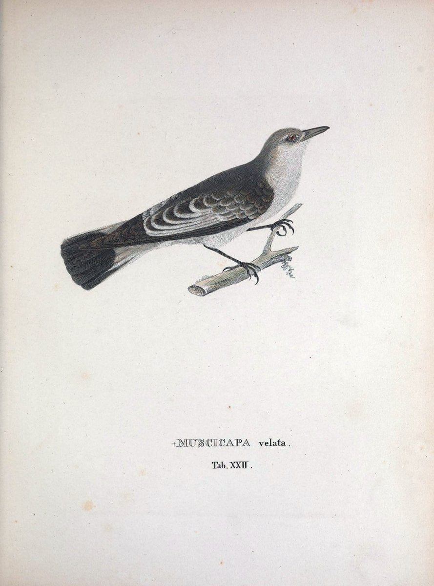 Avium species novae, quas in itinere per Brasiliam annis MDCCCXVII-MDCCCXX /.Monachii :T | Birds Brazil "Description and travel" "Pictorial works" | Vintage Print Reproduction 460016