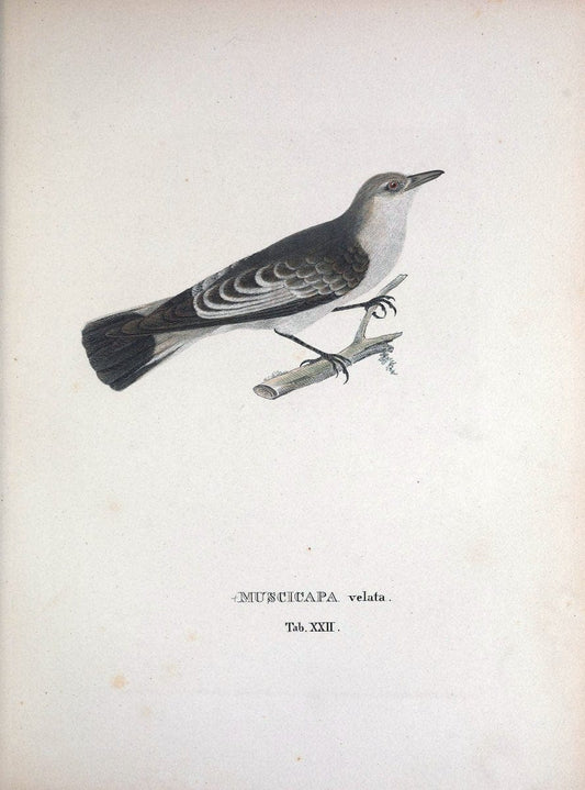 Avium species novae, quas in itinere per Brasiliam annis MDCCCXVII-MDCCCXX /.Monachii :T | Birds Brazil "Description and travel" "Pictorial works" | Vintage Print Reproduction 460016