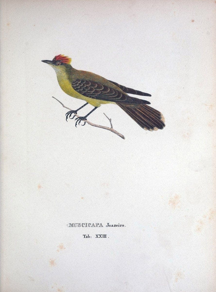 Avium species novae, quas in itinere per Brasiliam annis MDCCCXVII-MDCCCXX /.Monachii :T | Birds Brazil "Description and travel" "Pictorial works" | Vintage Print Reproduction 460017
