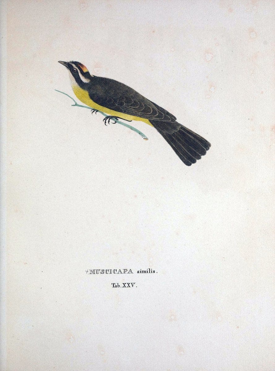 Avium species novae, quas in itinere per Brasiliam annis MDCCCXVII-MDCCCXX /.Monachii :T | Birds Brazil "Description and travel" "Pictorial works" | Vintage Print Reproduction 460018