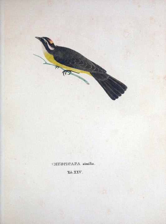 Avium species novae, quas in itinere per Brasiliam annis MDCCCXVII-MDCCCXX /.Monachii :T | Birds Brazil "Description and travel" "Pictorial works" | Vintage Print Reproduction 460018