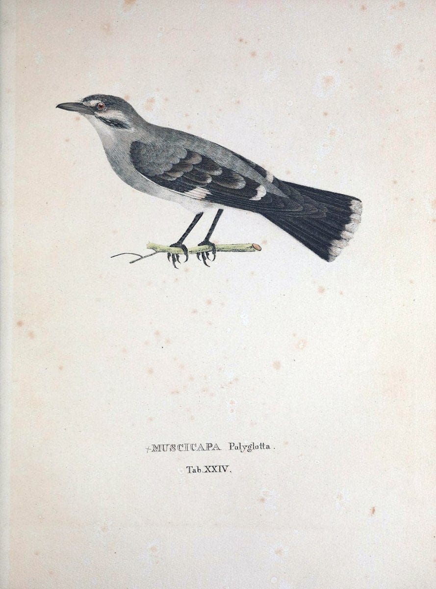 Avium species novae, quas in itinere per Brasiliam annis MDCCCXVII-MDCCCXX /.Monachii :T | Birds Brazil "Description and travel" "Pictorial works" | Vintage Print Reproduction 460019