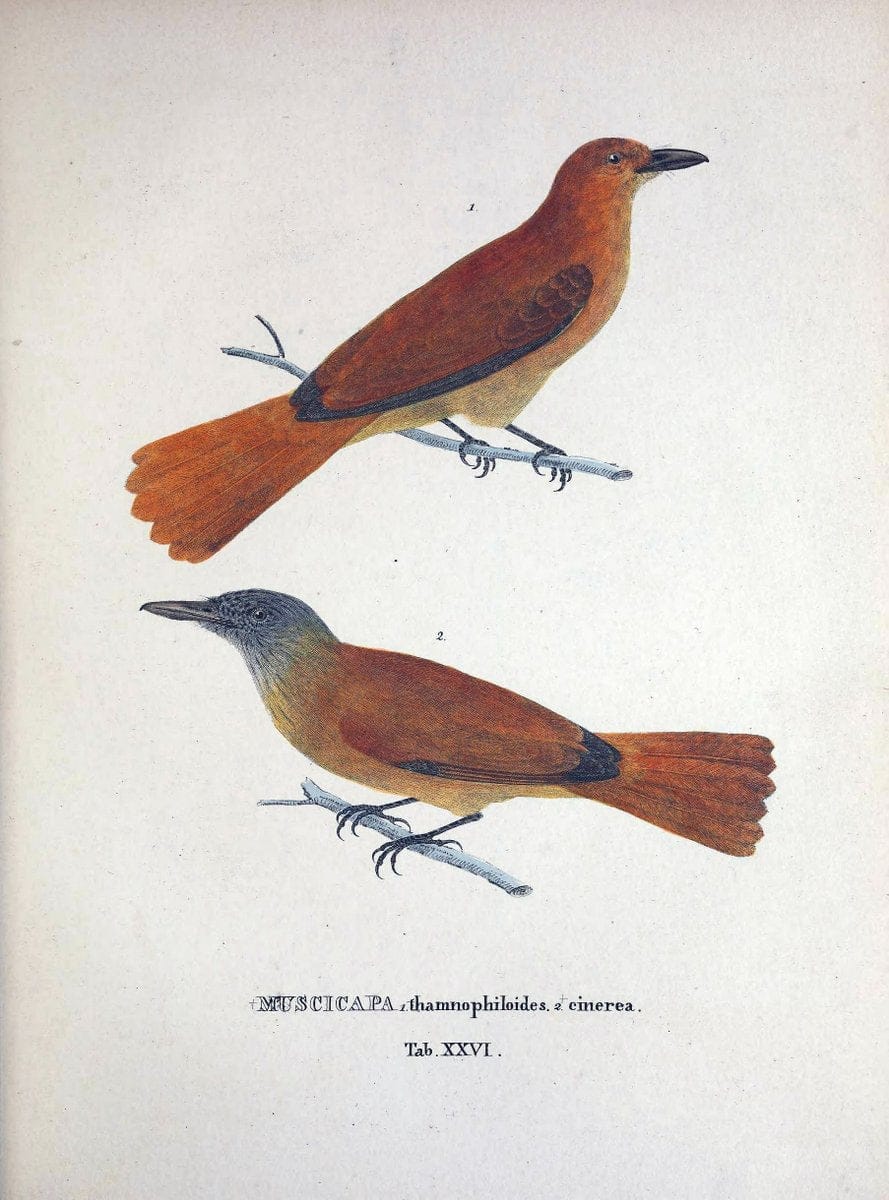 Avium species novae, quas in itinere per Brasiliam annis MDCCCXVII-MDCCCXX /.Monachii :T | Birds Brazil "Description and travel" "Pictorial works" | Vintage Print Reproduction 460020