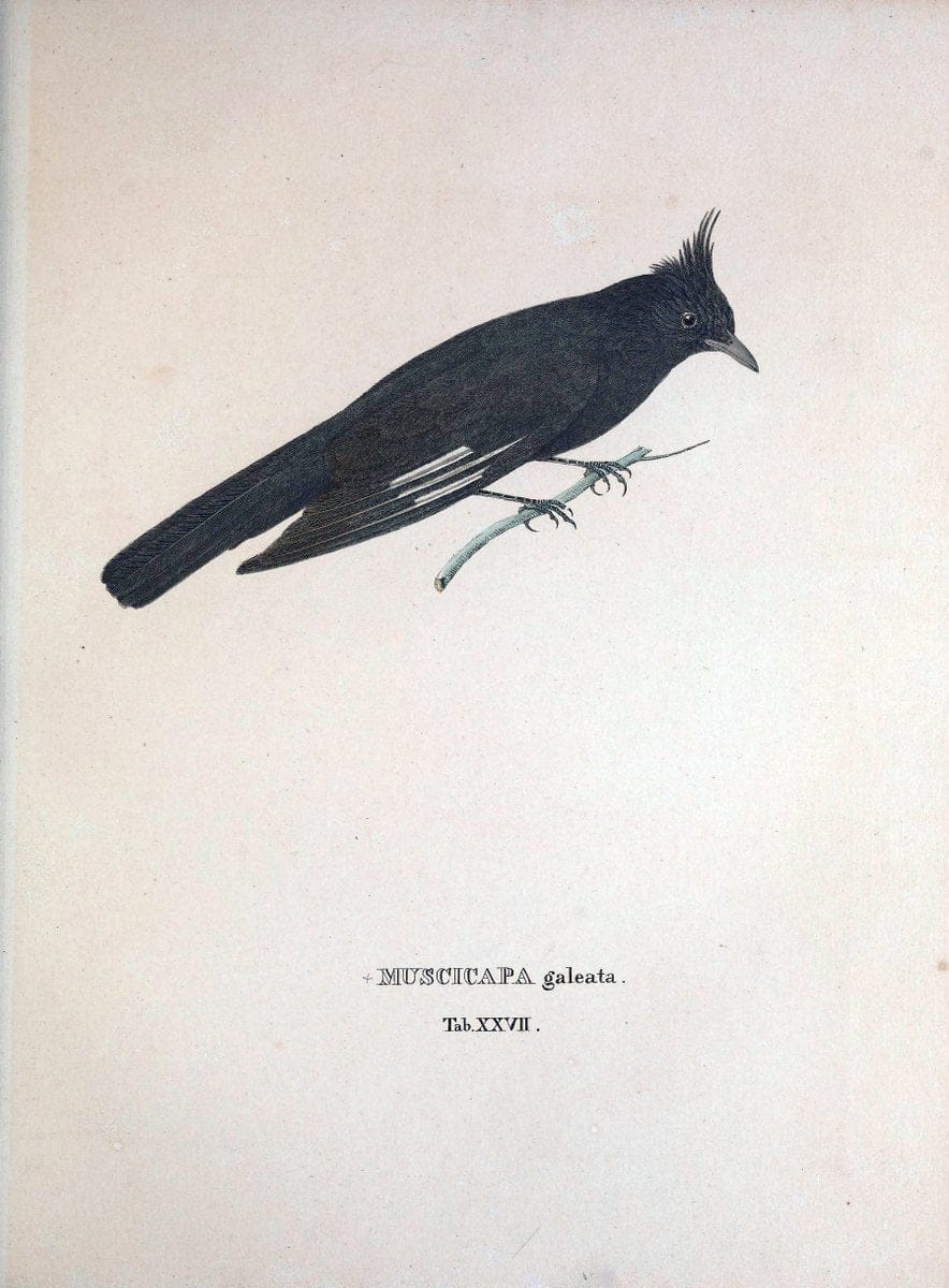Avium species novae, quas in itinere per Brasiliam annis MDCCCXVII-MDCCCXX /.Monachii :T | Birds Brazil "Description and travel" "Pictorial works" | Vintage Print Reproduction 460021
