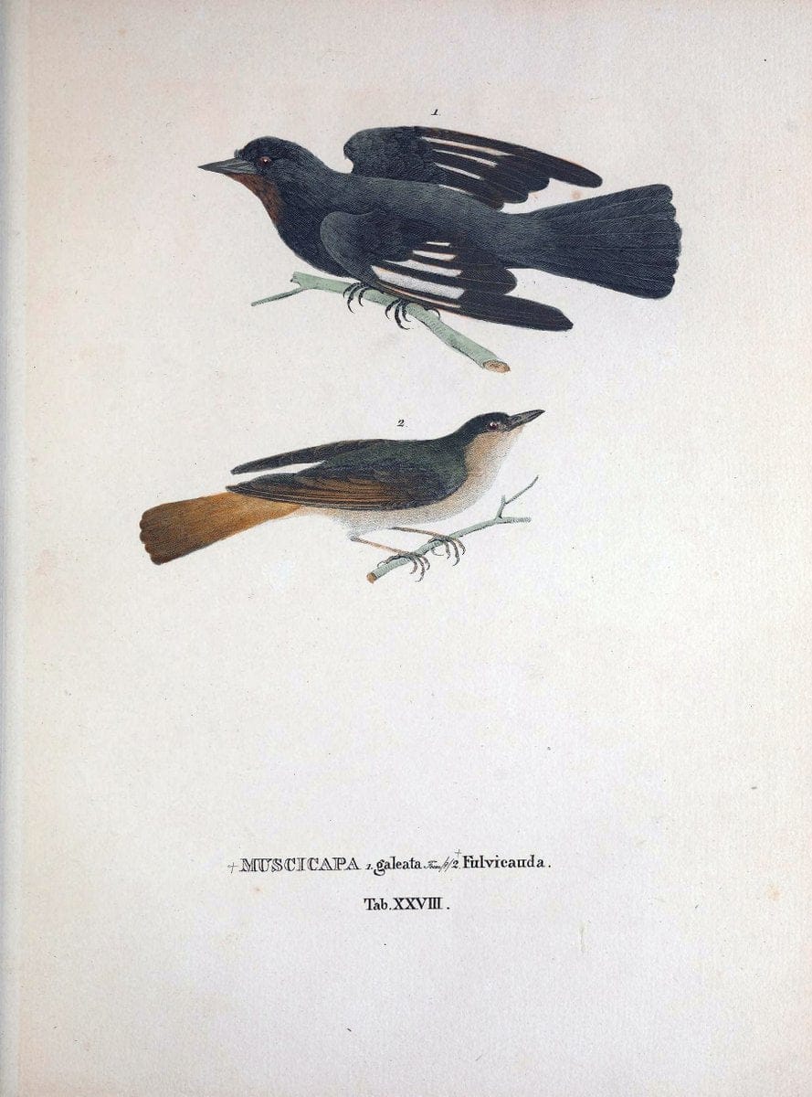 Avium species novae, quas in itinere per Brasiliam annis MDCCCXVII-MDCCCXX /.Monachii :T | Birds Brazil "Description and travel" "Pictorial works" | Vintage Print Reproduction 460022