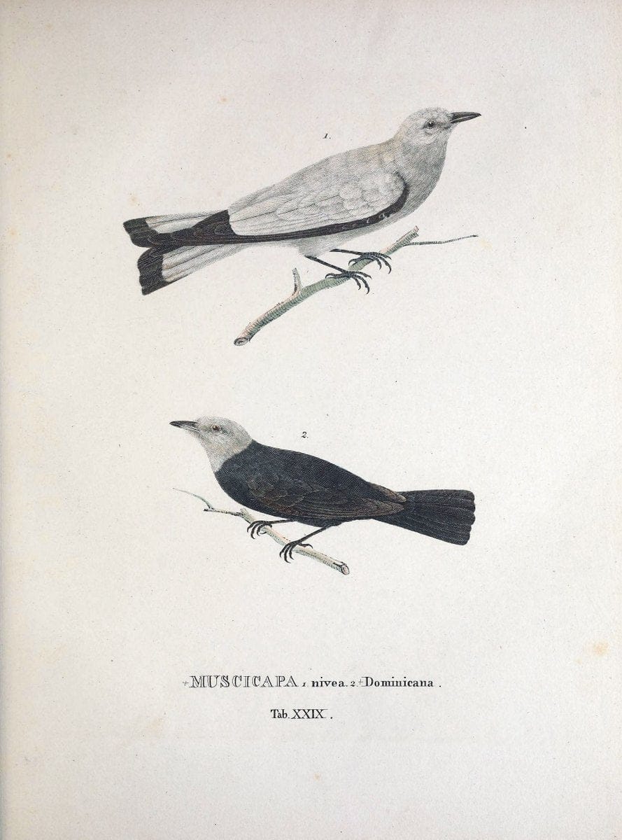 Avium species novae, quas in itinere per Brasiliam annis MDCCCXVII-MDCCCXX /.Monachii :T | Birds Brazil "Description and travel" "Pictorial works" | Vintage Print Reproduction 460023