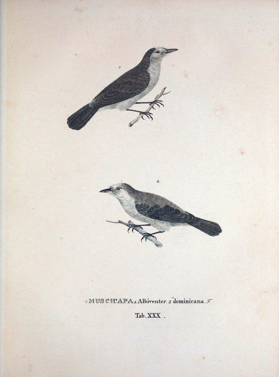 Avium species novae, quas in itinere per Brasiliam annis MDCCCXVII-MDCCCXX /.Monachii :T | Birds Brazil "Description and travel" "Pictorial works" | Vintage Print Reproduction 460024