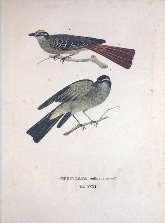 Avium species novae, quas in itinere per Brasiliam annis MDCCCXVII-MDCCCXX /.Monachii :T | Birds Brazil "Description and travel" "Pictorial works" | Vintage Print Reproduction 460025