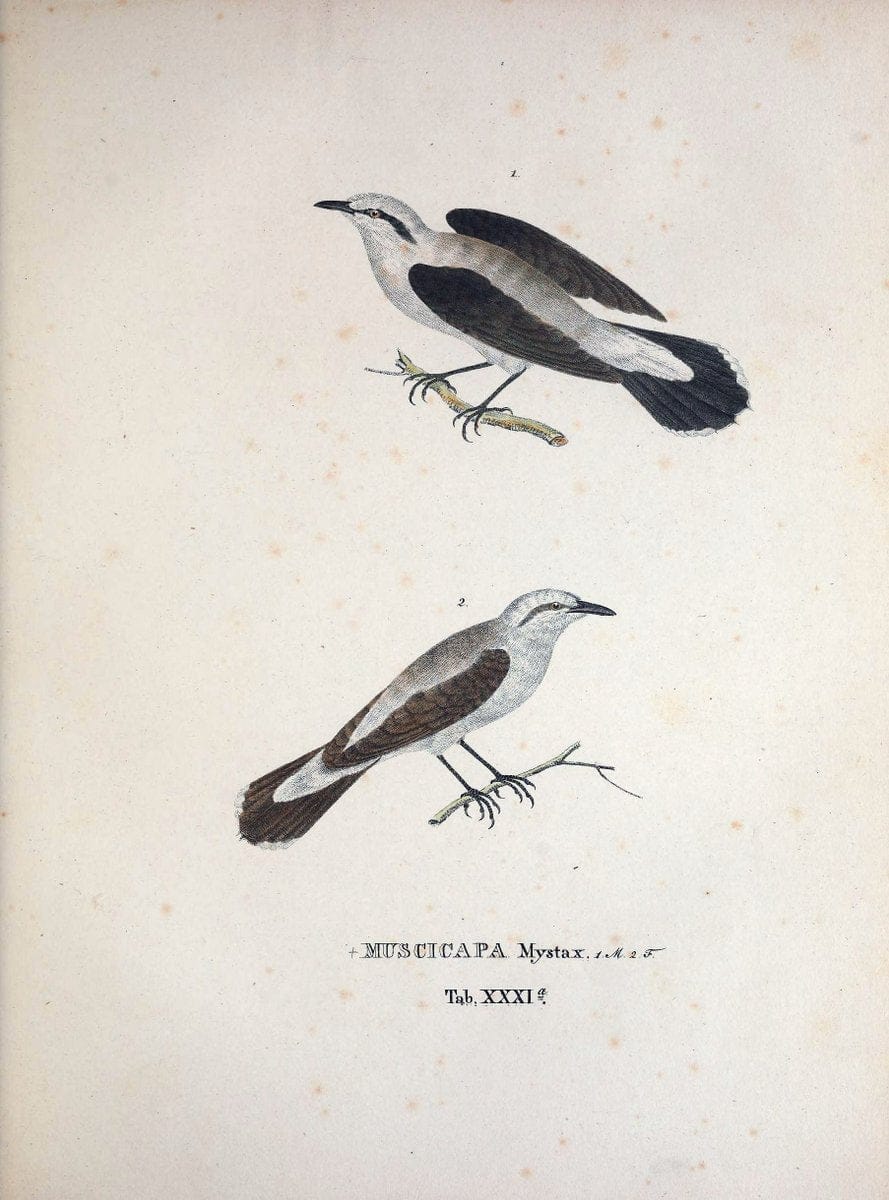 Avium species novae, quas in itinere per Brasiliam annis MDCCCXVII-MDCCCXX /.Monachii :T | Birds Brazil "Description and travel" "Pictorial works" | Vintage Print Reproduction 460026