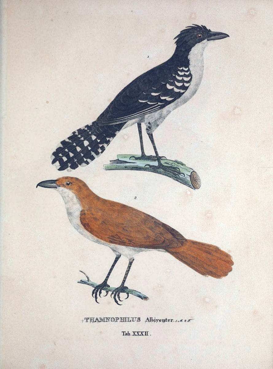 Avium species novae, quas in itinere per Brasiliam annis MDCCCXVII-MDCCCXX /.Monachii :T | Birds Brazil "Description and travel" "Pictorial works" | Vintage Print Reproduction 460027