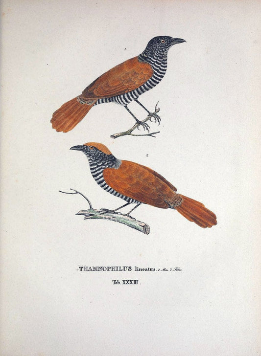 Avium species novae, quas in itinere per Brasiliam annis MDCCCXVII-MDCCCXX /.Monachii :T | Birds Brazil "Description and travel" "Pictorial works" | Vintage Print Reproduction 460028