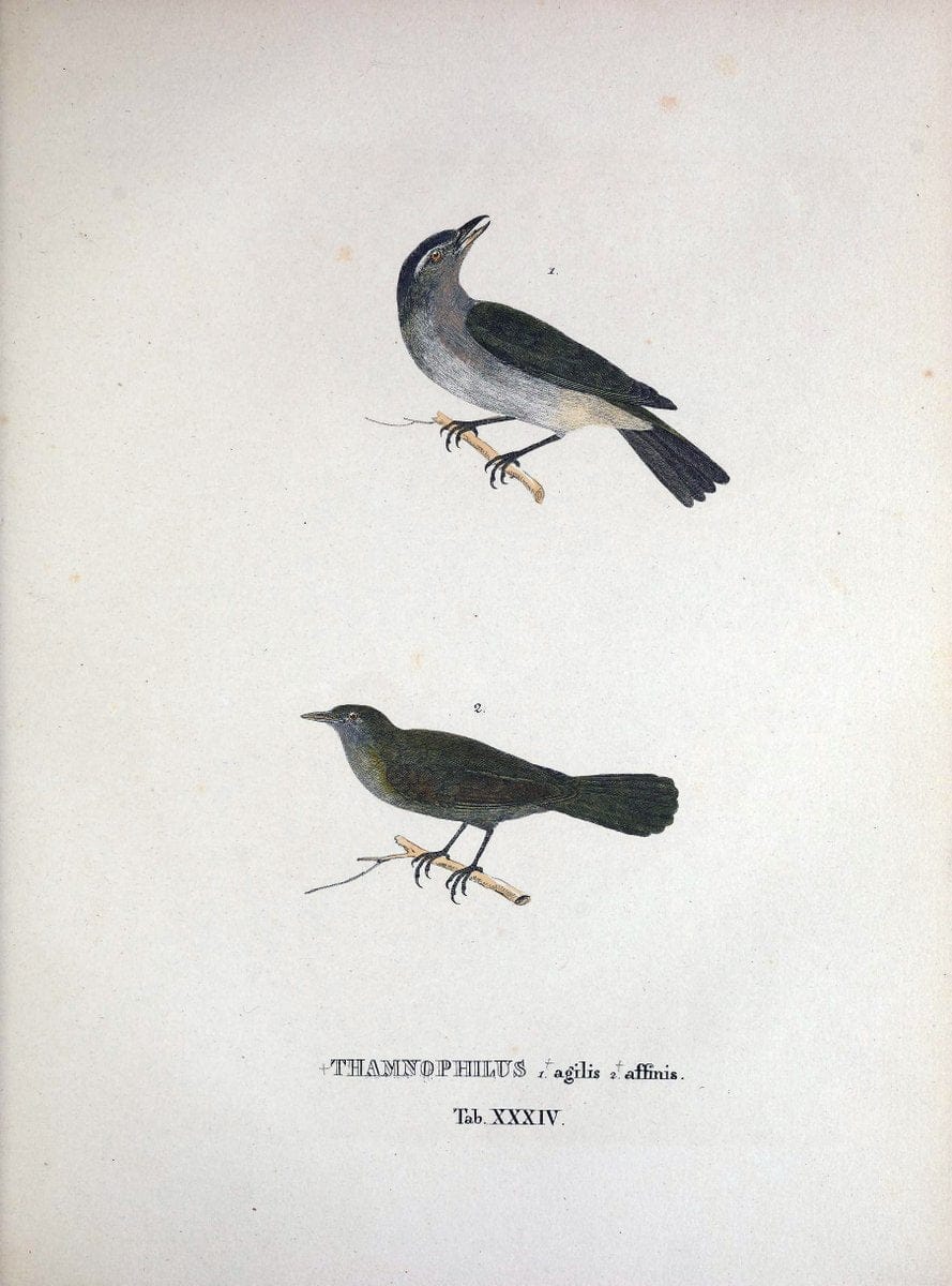 Avium species novae, quas in itinere per Brasiliam annis MDCCCXVII-MDCCCXX /.Monachii :T | Birds Brazil "Description and travel" "Pictorial works" | Vintage Print Reproduction 460029