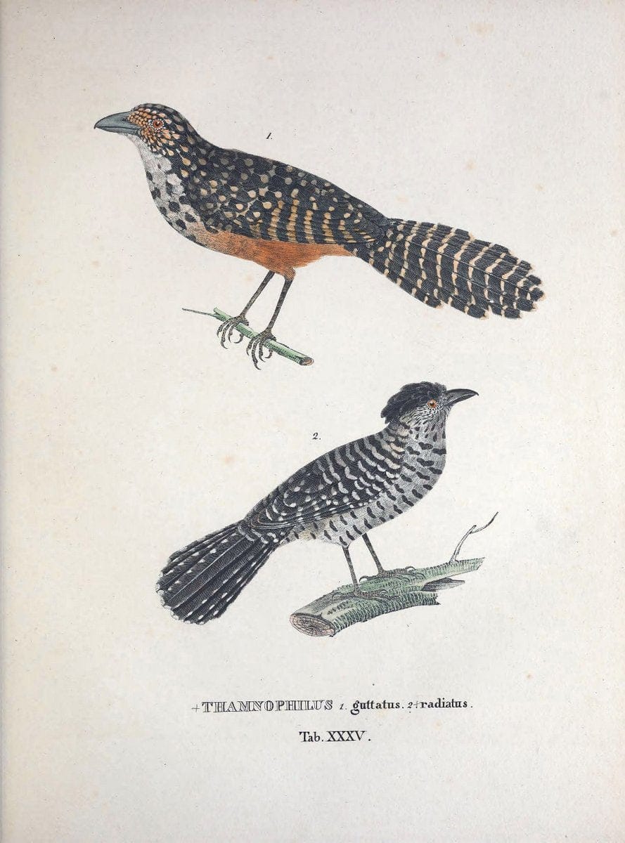 Avium species novae, quas in itinere per Brasiliam annis MDCCCXVII-MDCCCXX /.Monachii :T | Birds Brazil "Description and travel" "Pictorial works" | Vintage Print Reproduction 460030