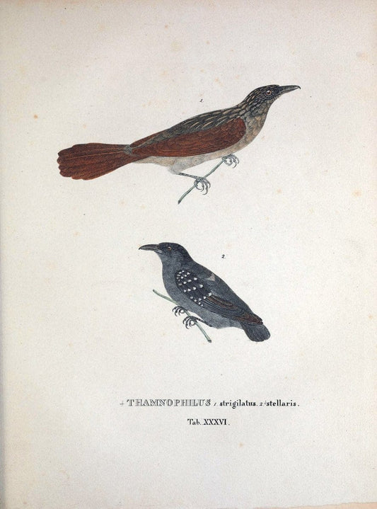 Avium species novae, quas in itinere per Brasiliam annis MDCCCXVII-MDCCCXX /.Monachii :T | Birds Brazil "Description and travel" "Pictorial works" | Vintage Print Reproduction 460031