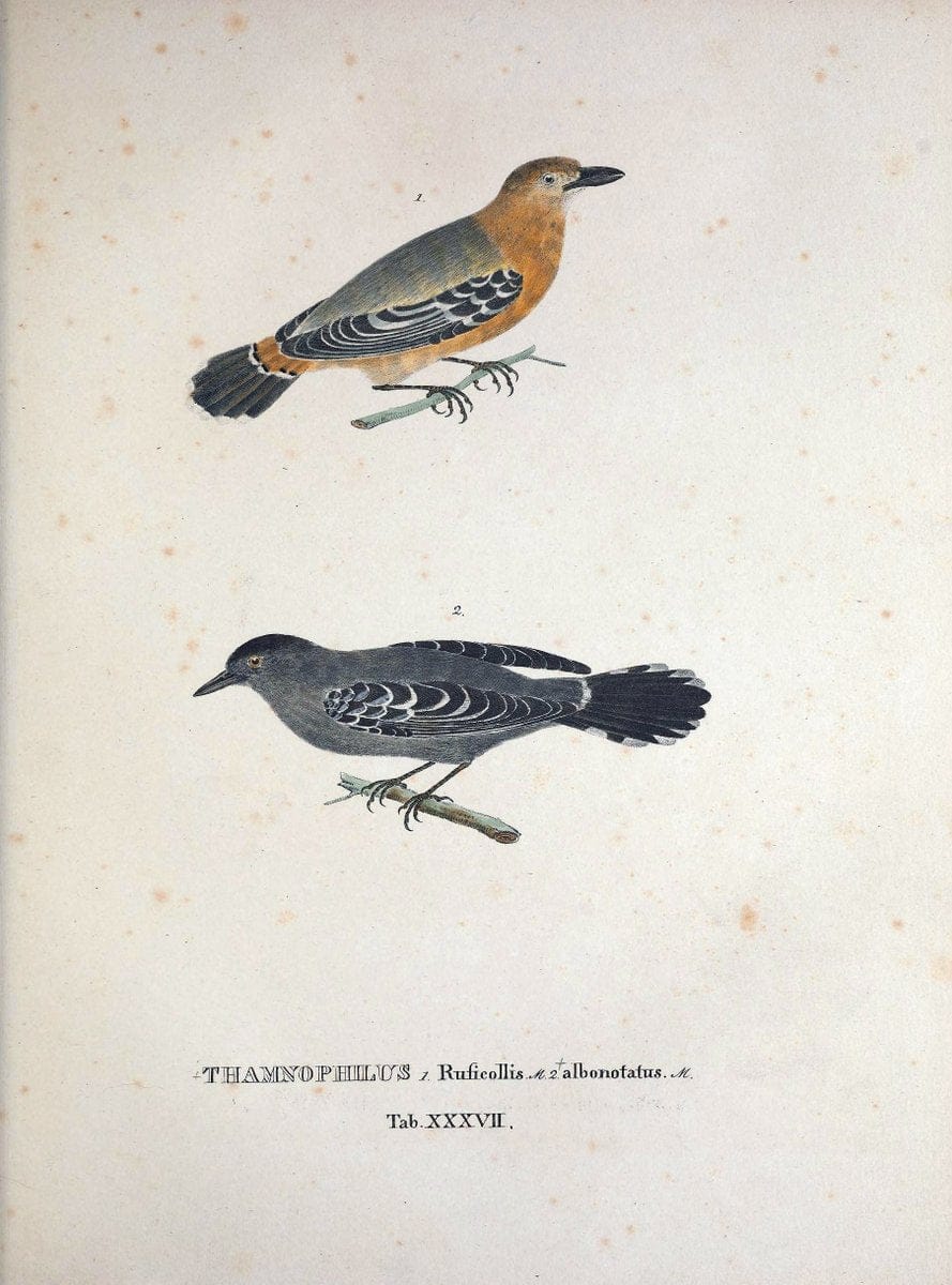 Avium species novae, quas in itinere per Brasiliam annis MDCCCXVII-MDCCCXX /.Monachii :T | Birds Brazil "Description and travel" "Pictorial works" | Vintage Print Reproduction 460032