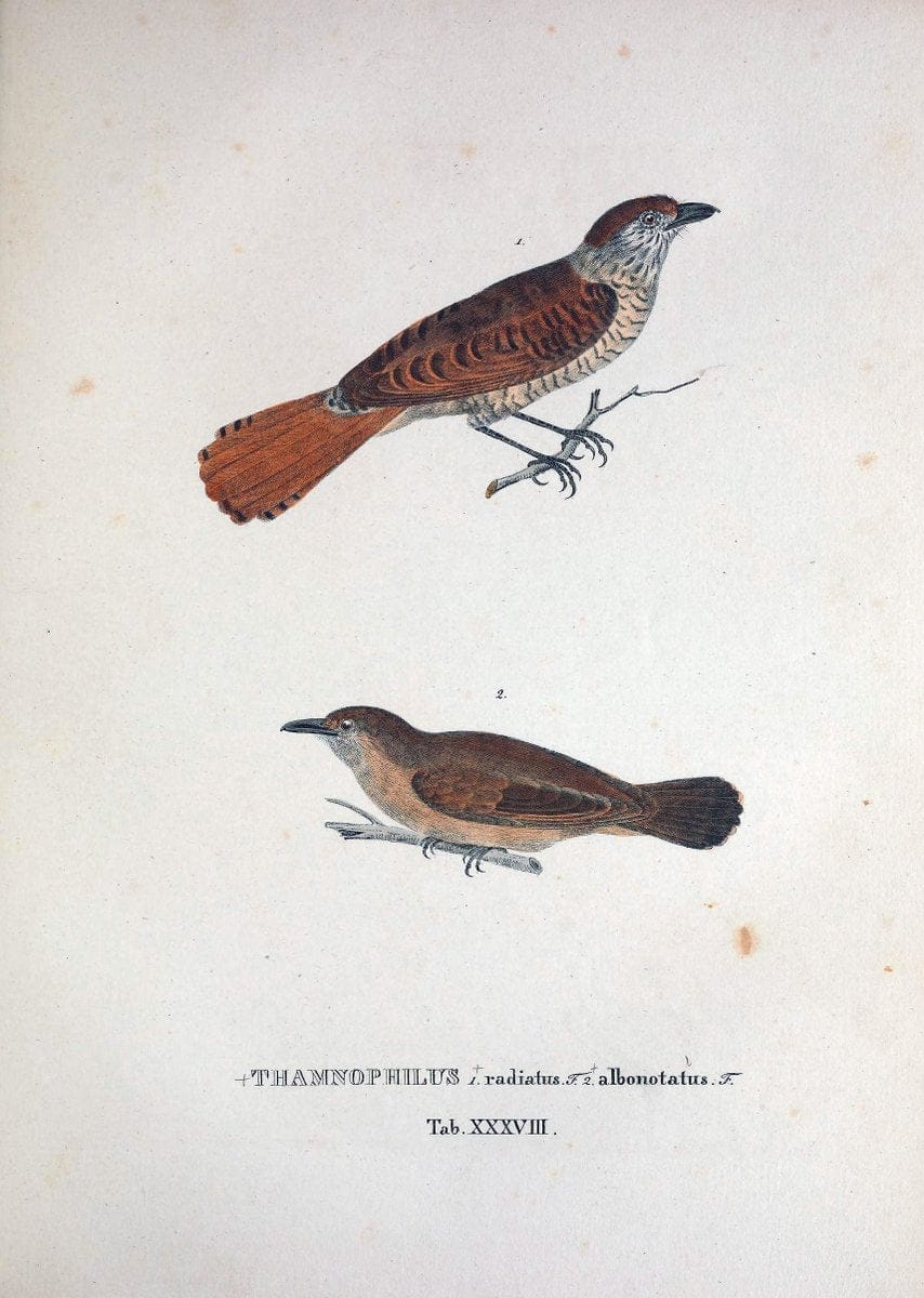 Avium species novae, quas in itinere per Brasiliam annis MDCCCXVII-MDCCCXX /.Monachii :T | Birds Brazil "Description and travel" "Pictorial works" | Vintage Print Reproduction 460033