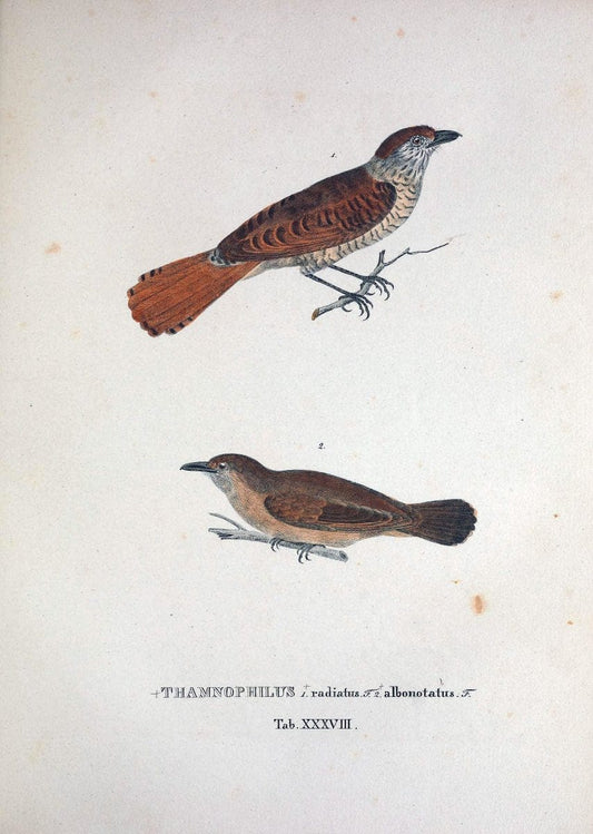 Avium species novae, quas in itinere per Brasiliam annis MDCCCXVII-MDCCCXX /.Monachii :T | Birds Brazil "Description and travel" "Pictorial works" | Vintage Print Reproduction 460033