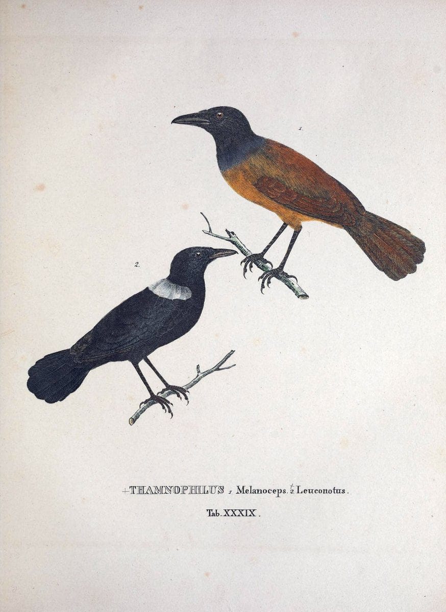 Avium species novae, quas in itinere per Brasiliam annis MDCCCXVII-MDCCCXX /.Monachii :T | Birds Brazil "Description and travel" "Pictorial works" | Vintage Print Reproduction 460034