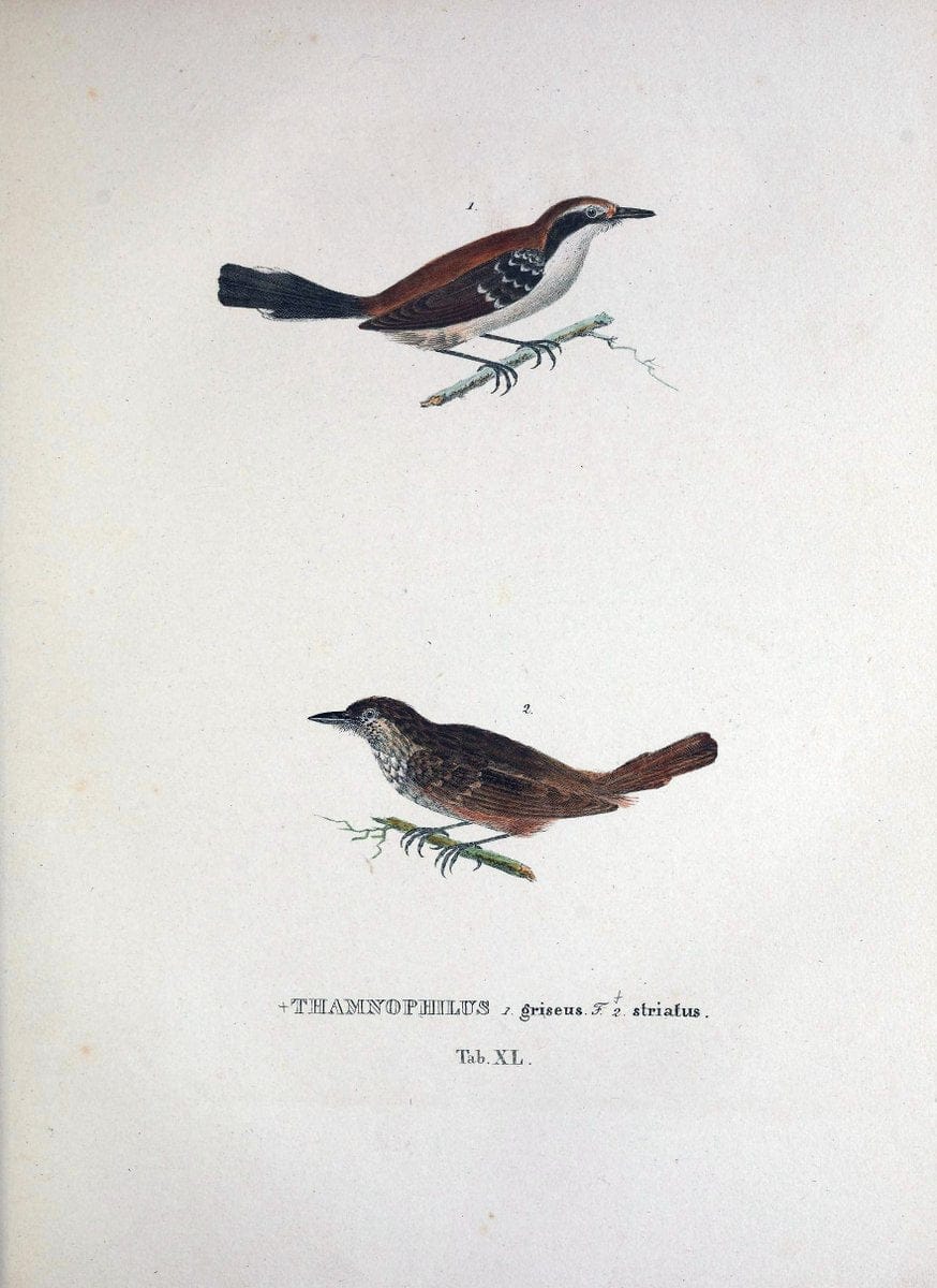 Avium species novae, quas in itinere per Brasiliam annis MDCCCXVII-MDCCCXX /.Monachii :T | Birds Brazil "Description and travel" "Pictorial works" | Vintage Print Reproduction 460035